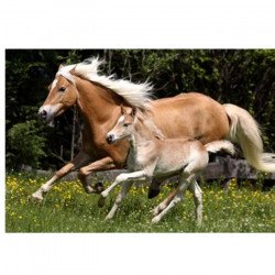 Puzzle Chevaux dans les prés - 100 pièces