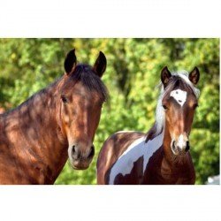 Puzzle Jolis Chevaux
