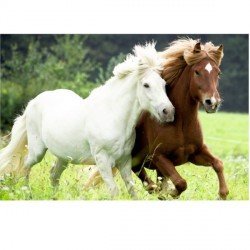 Puzzle Chevaux copains - 72 pièces
