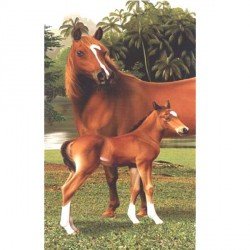Serviette de plage Cheval - poulain - 95 x 175 cm